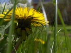 yellow flower in green grass