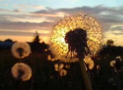 seeds in the sun