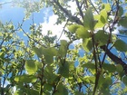 leaves against the sun